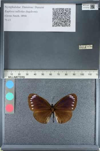 Media type: image;   Entomology 159756